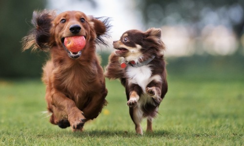 two puppies running