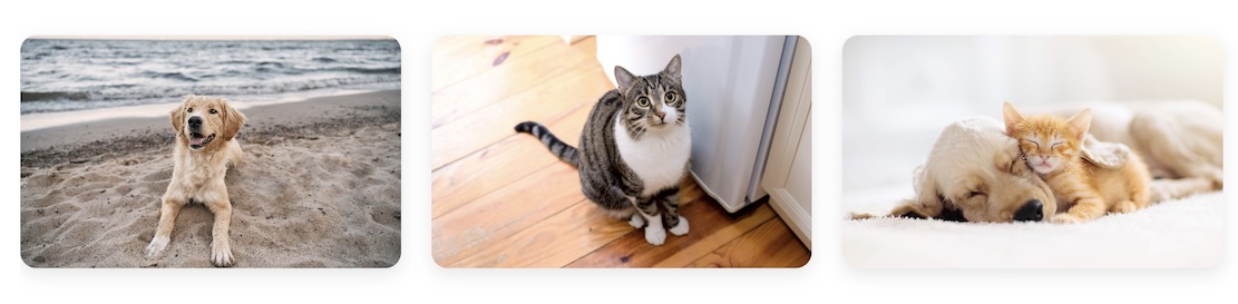 pets in different areas